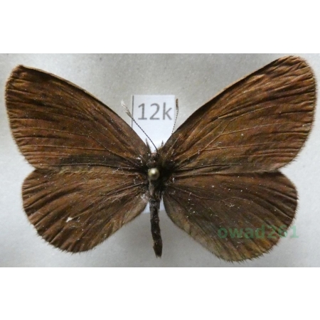 Erebia meta Staudinger, 1886 Kyrgyzstan12k